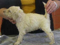 CHIOT GRAND CANICHE BLANC (Irinna)