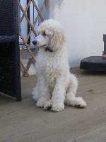 CHIOT GRAND CANICHE BLANC (Ivoire)