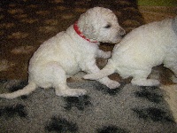 CHIOT GRAND CANICHE BLANC (Isatys)