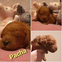 Chiot grand caniche fauve rouge Pacha