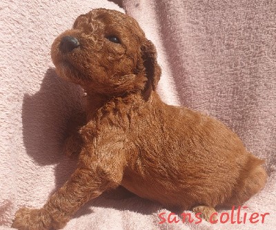 CHIOT grand caniche fauve Venus