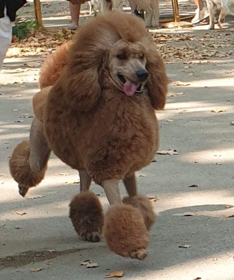 Vitalis Des Naïades Du Pays Des Cigalous