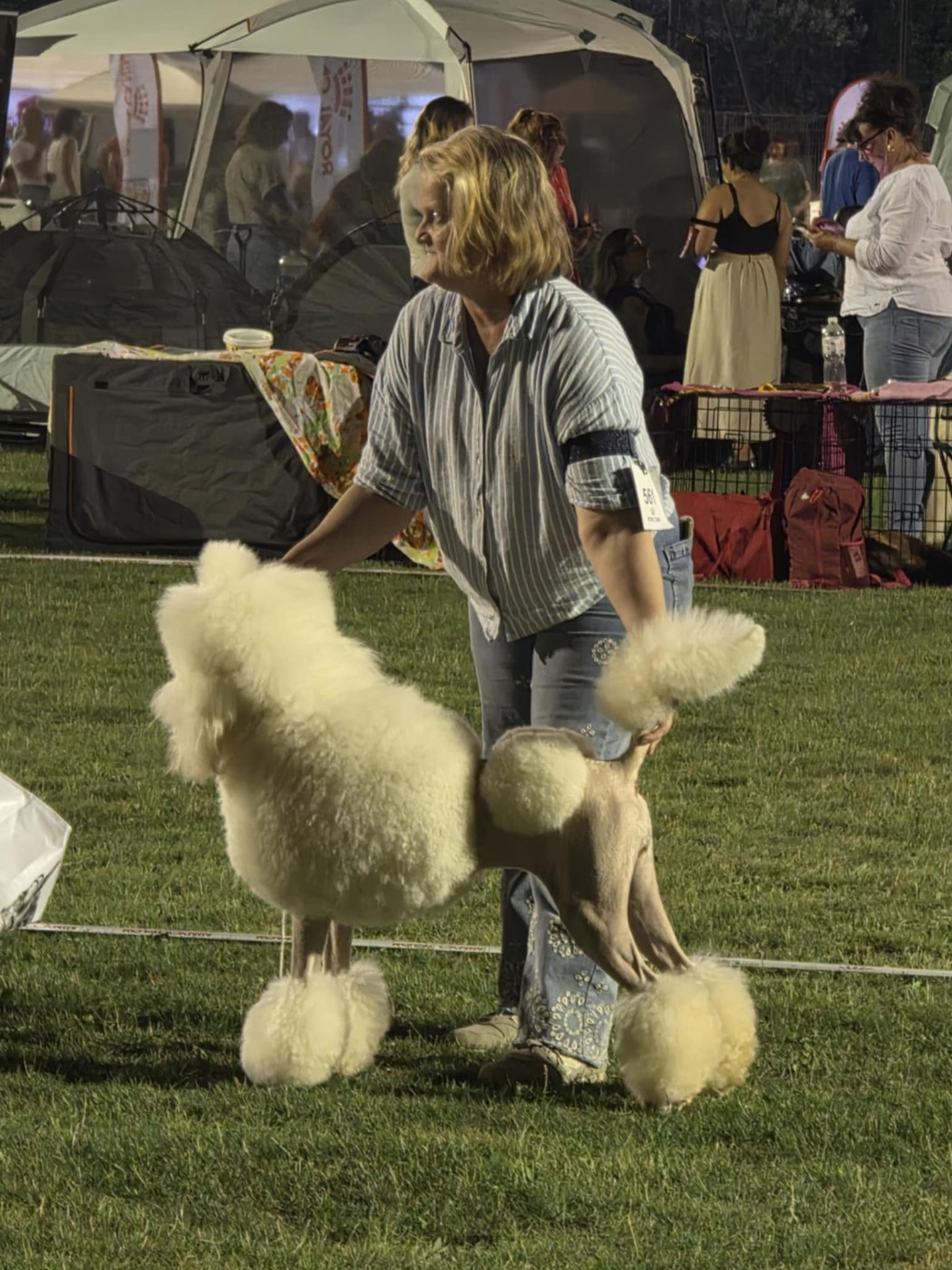 Chiots grands caniches blancs