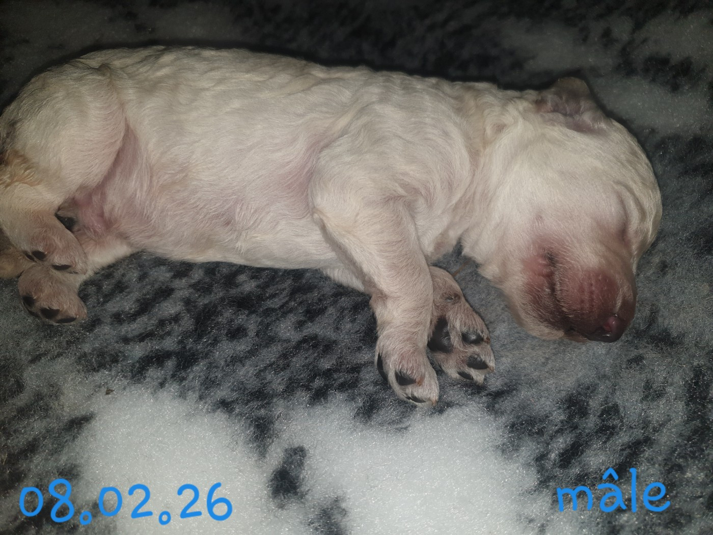 Des Naïades Du Pays Des Cigalous - Chiots disponibles - Caniche