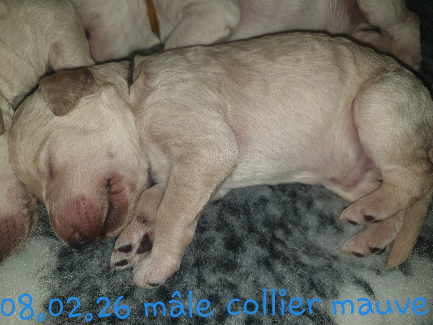 Des Naïades Du Pays Des Cigalous - Chiots disponibles - Caniche