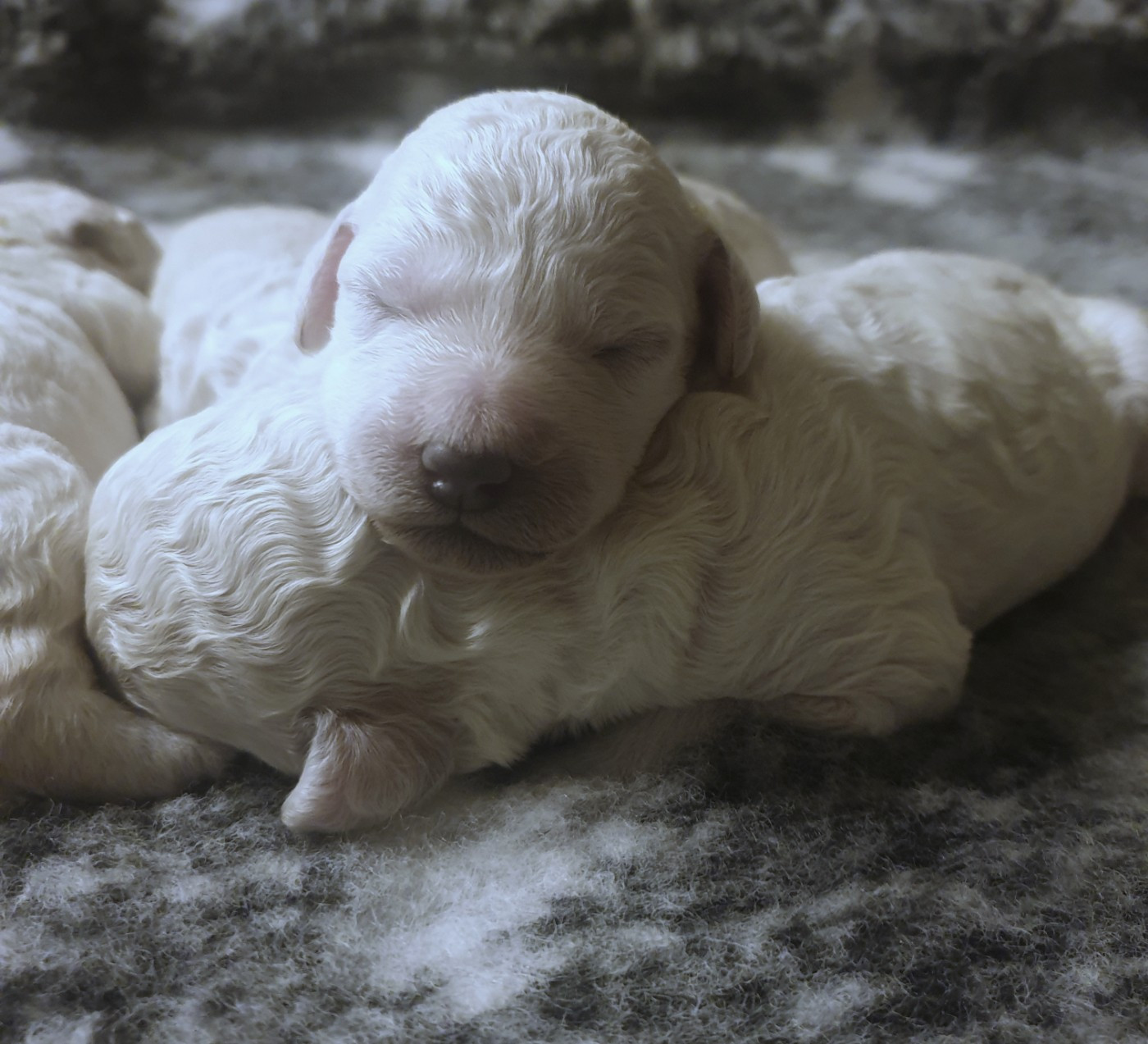 Des Naïades Du Pays Des Cigalous - Chiots disponibles - Caniche