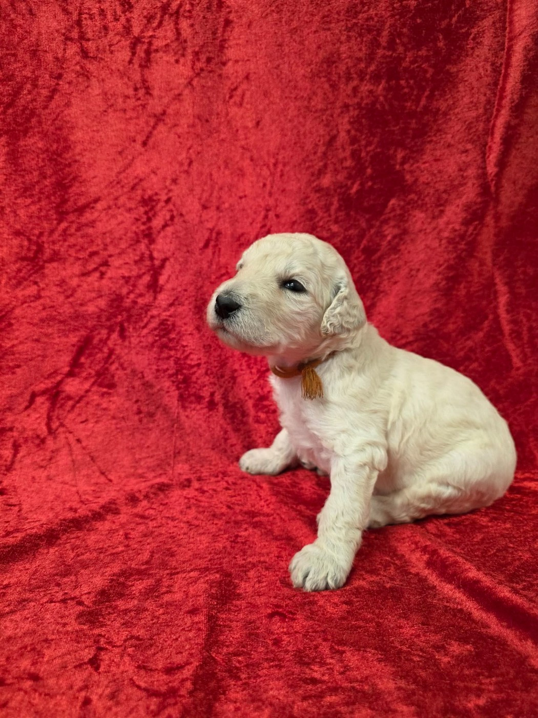 Des Naïades Du Pays Des Cigalous - Chiots disponibles - Caniche