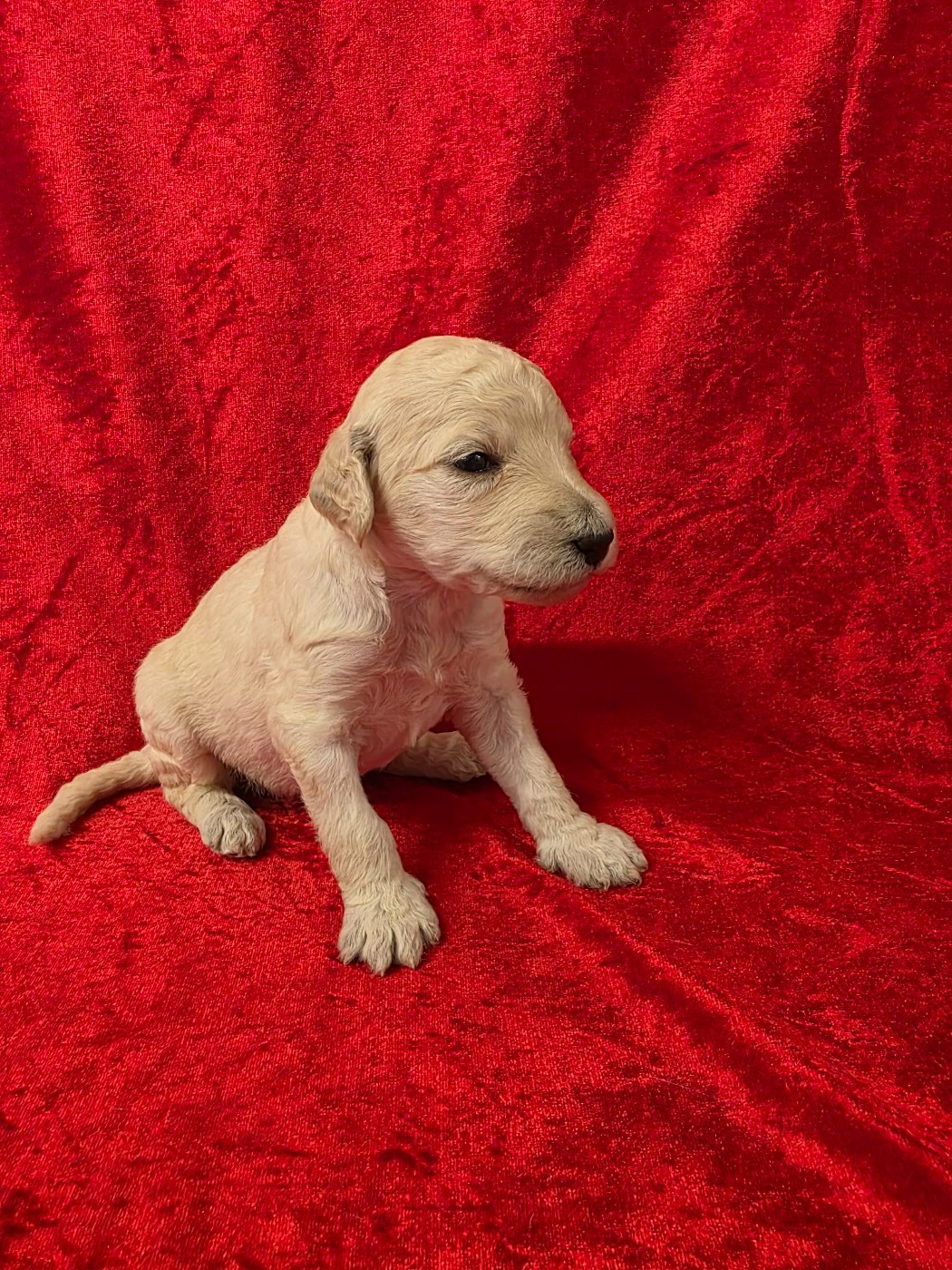 Des Naïades Du Pays Des Cigalous - Chiots disponibles - Caniche