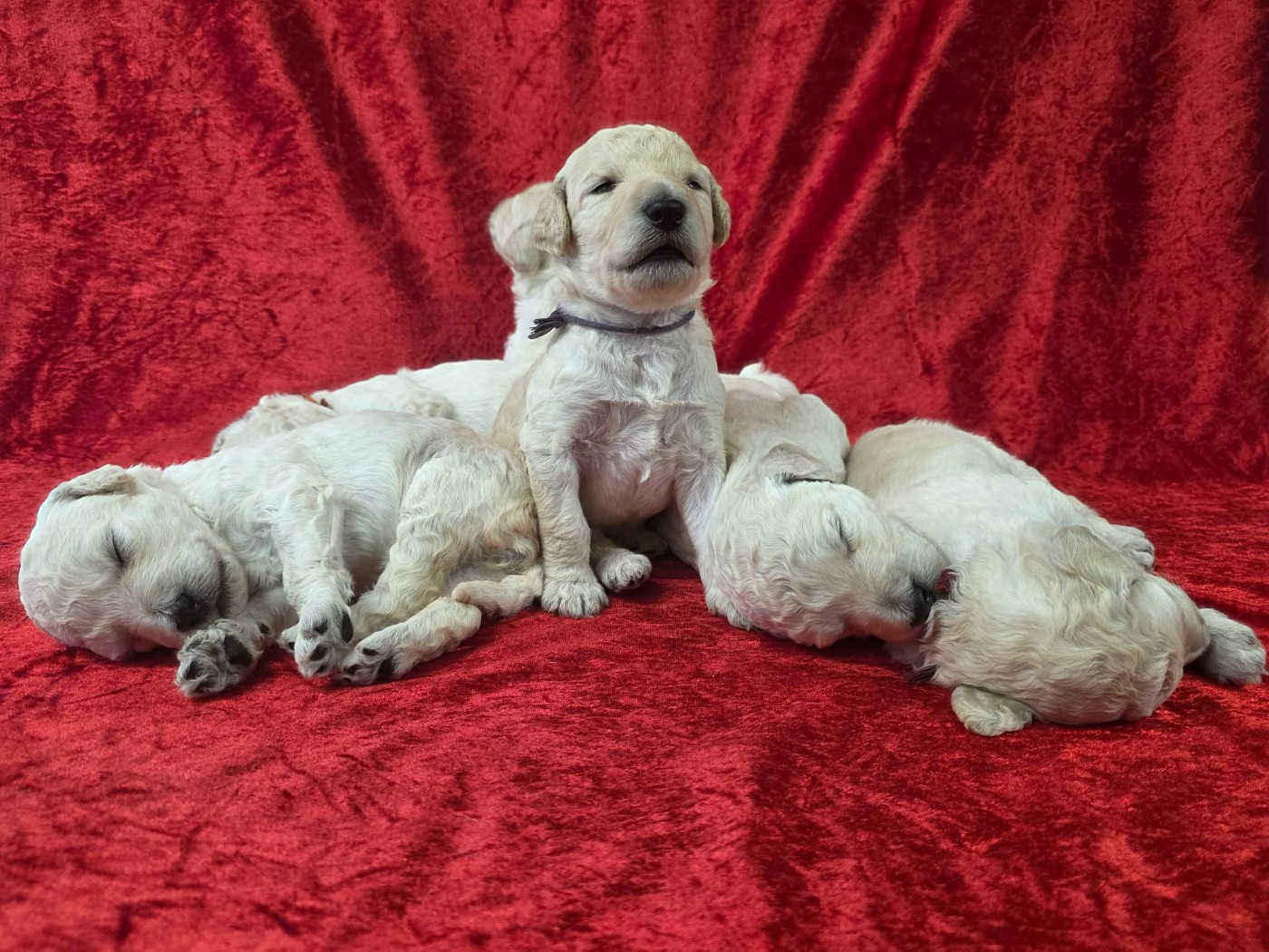 Des Naïades Du Pays Des Cigalous - Caniche - Portée née le 04/02/2026