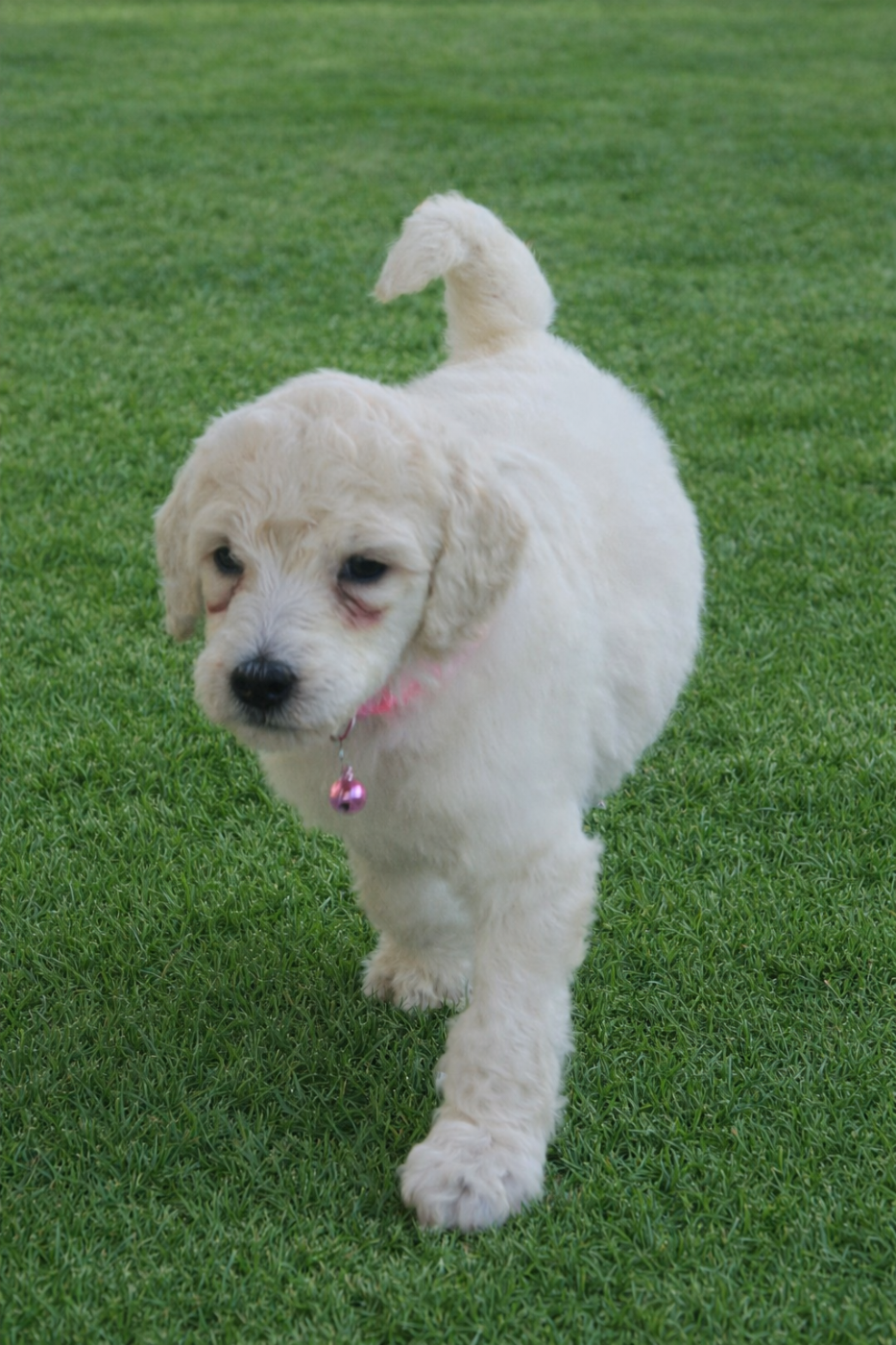 Des Naïades Du Pays Des Cigalous - Chiots disponibles - Caniche