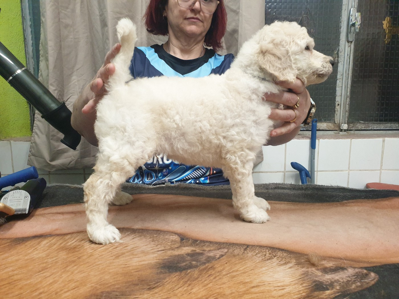 Des Naïades Du Pays Des Cigalous - Chiots disponibles - Caniche