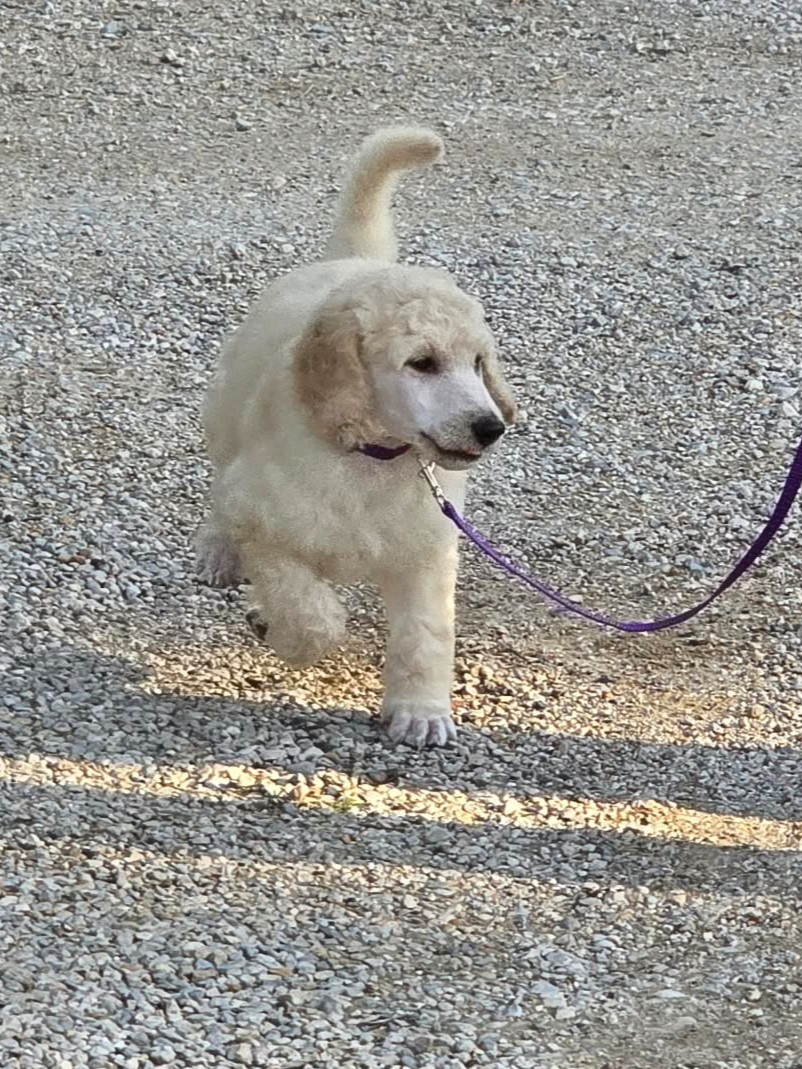Des Naïades Du Pays Des Cigalous - Chiots disponibles - Caniche