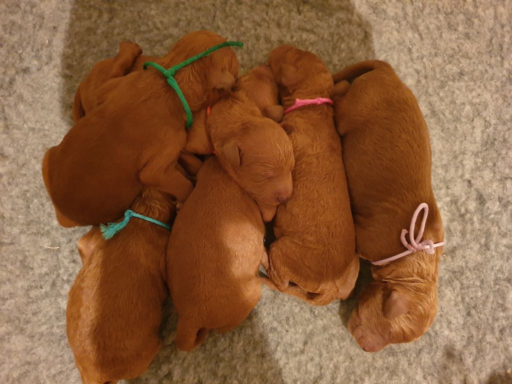 Chiot Caniche Des Naïades Du Pays Des Cigalous
