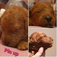 Chiot grand caniche fauve rouge Pin Up